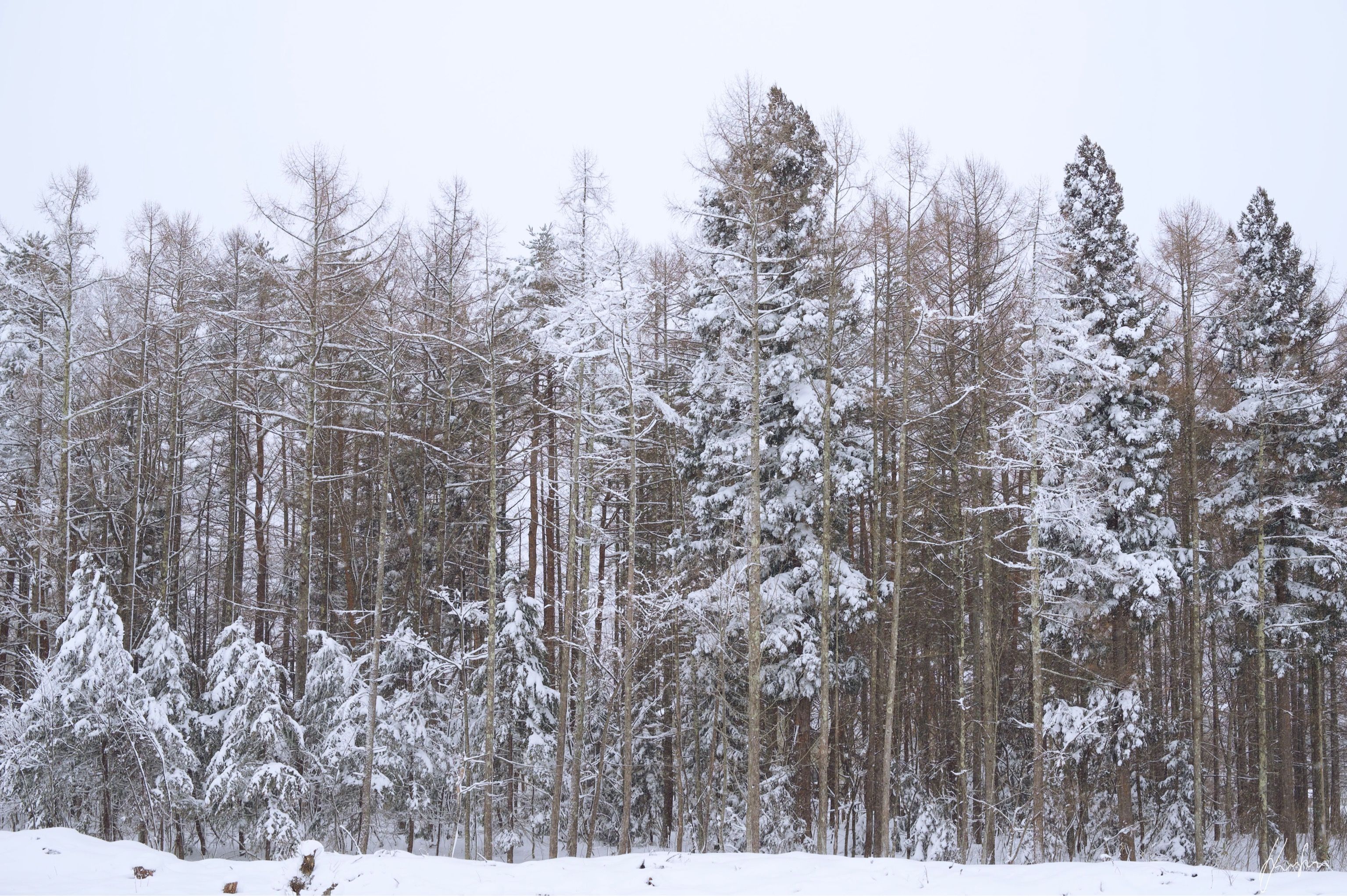 Winter forest scenery in Hakuba