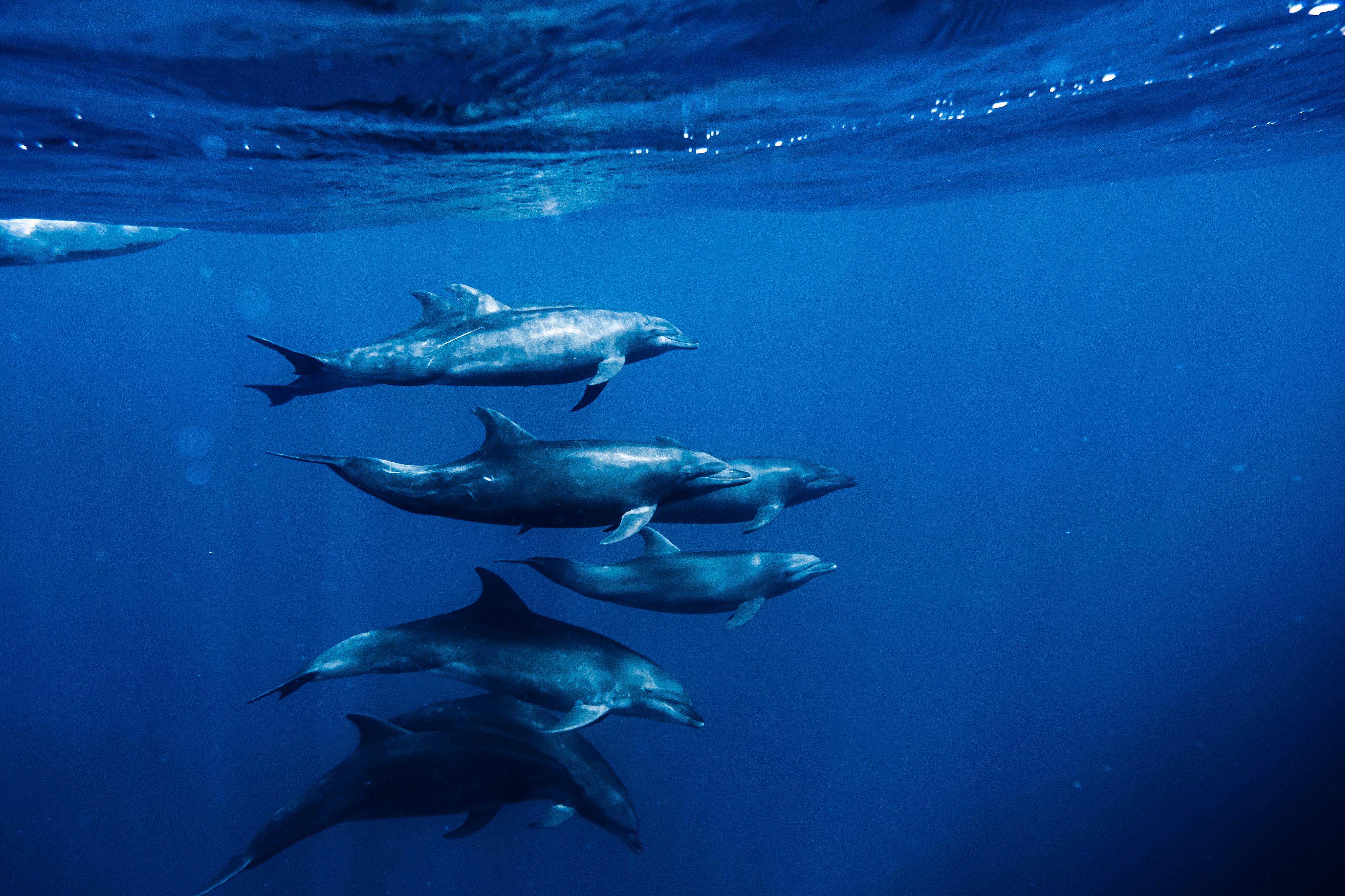 Dolphins beneath the water off Loreto