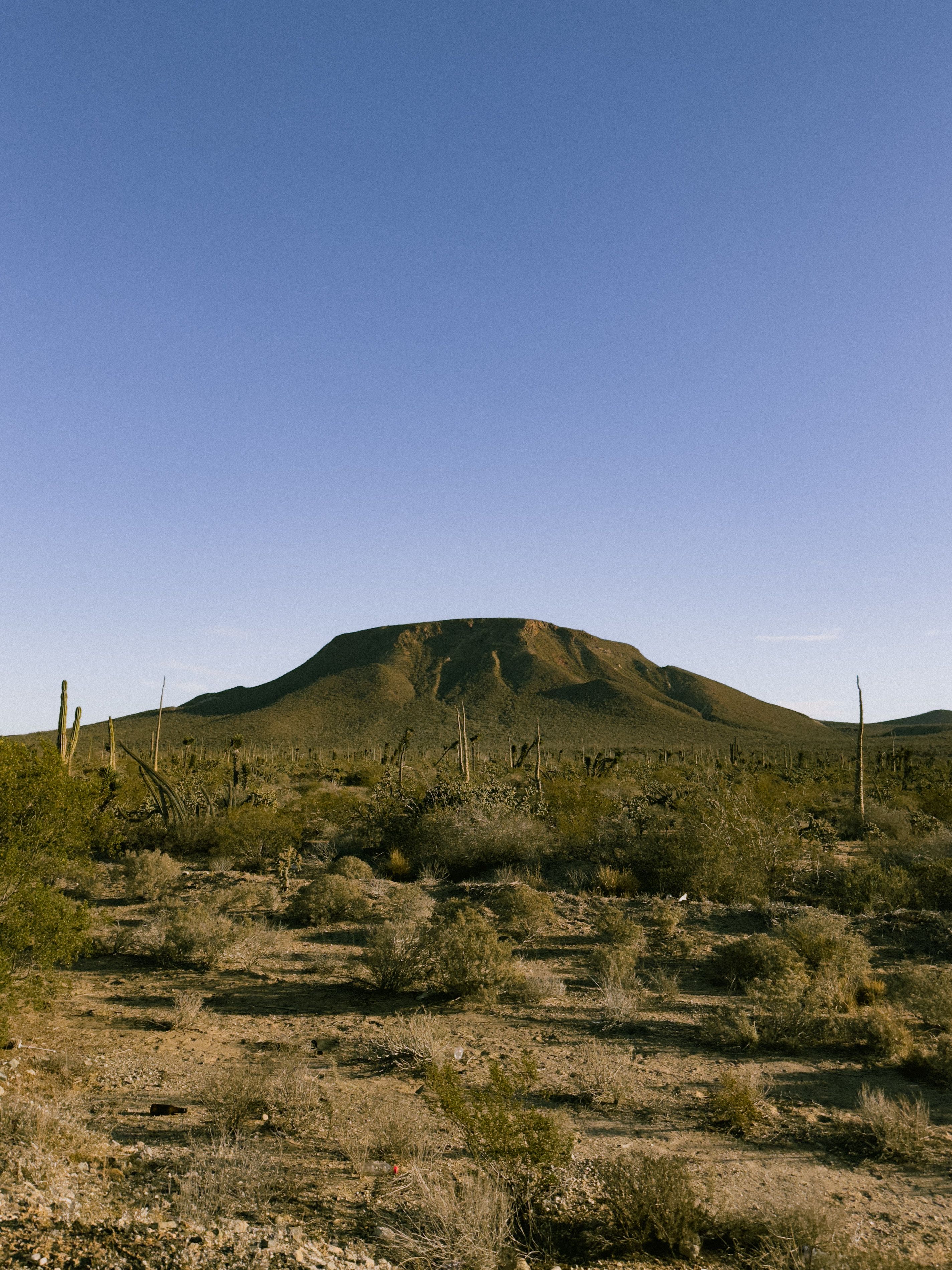 Cacti and desert hills in Loreto, Baja California Sur