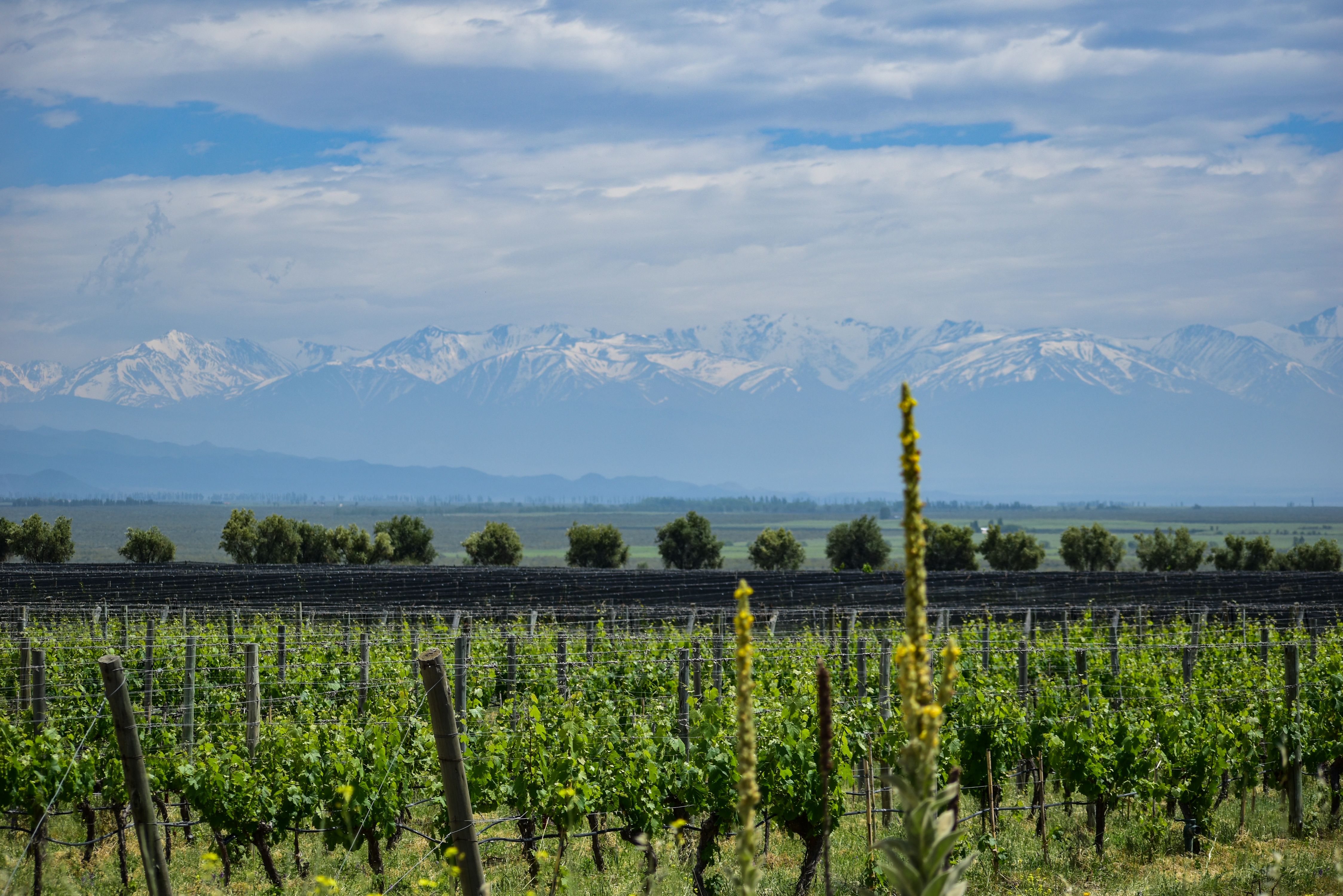 Vineyards in Tunuyán, Mendoza, beneath the Andes