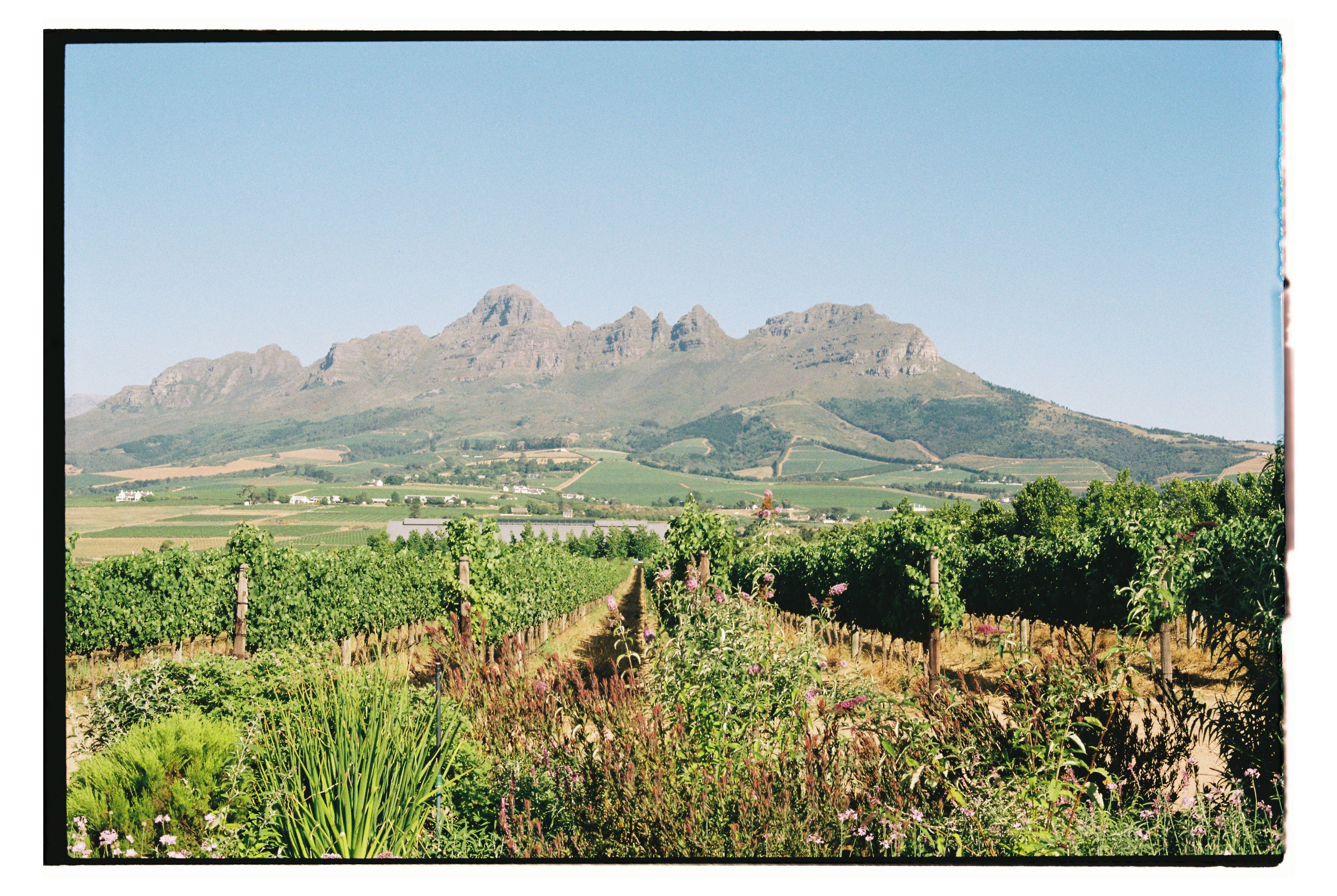 Vineyards and mountain scenery in the Stellenbosch wine region