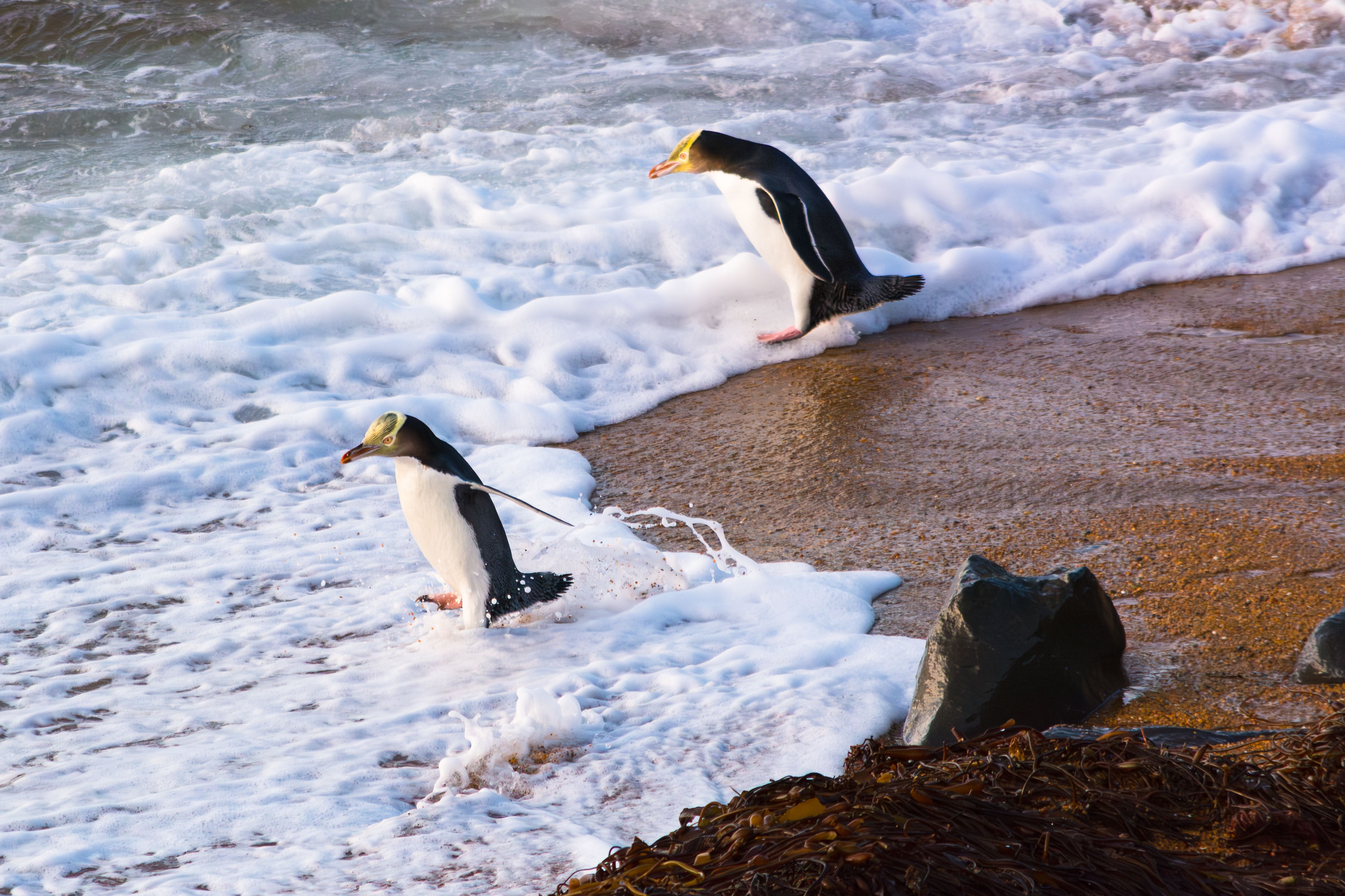 Yellow-eyed penguins on the Dunedin coast