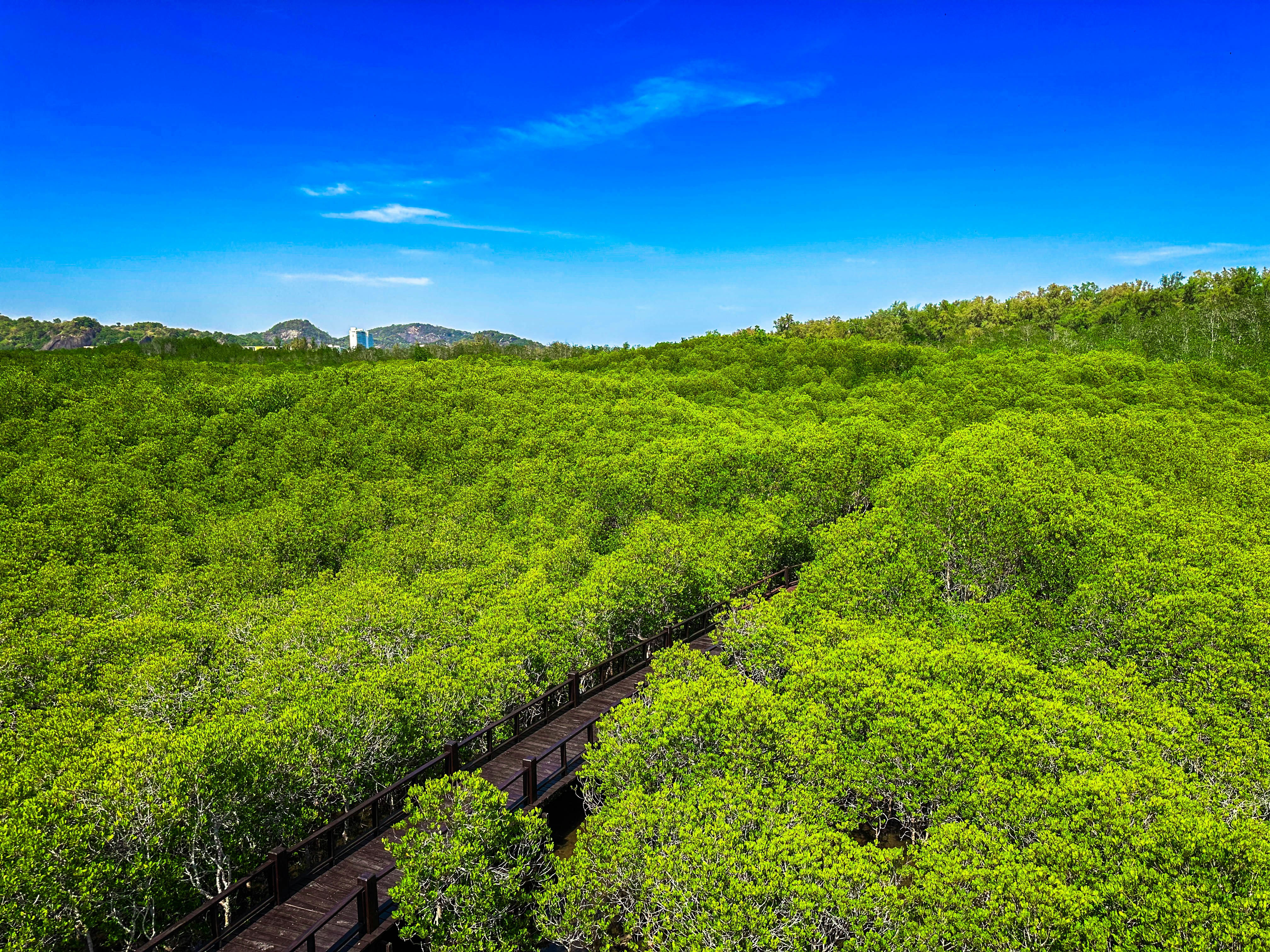 Mangrove boardwalk near Pak Nam Pran