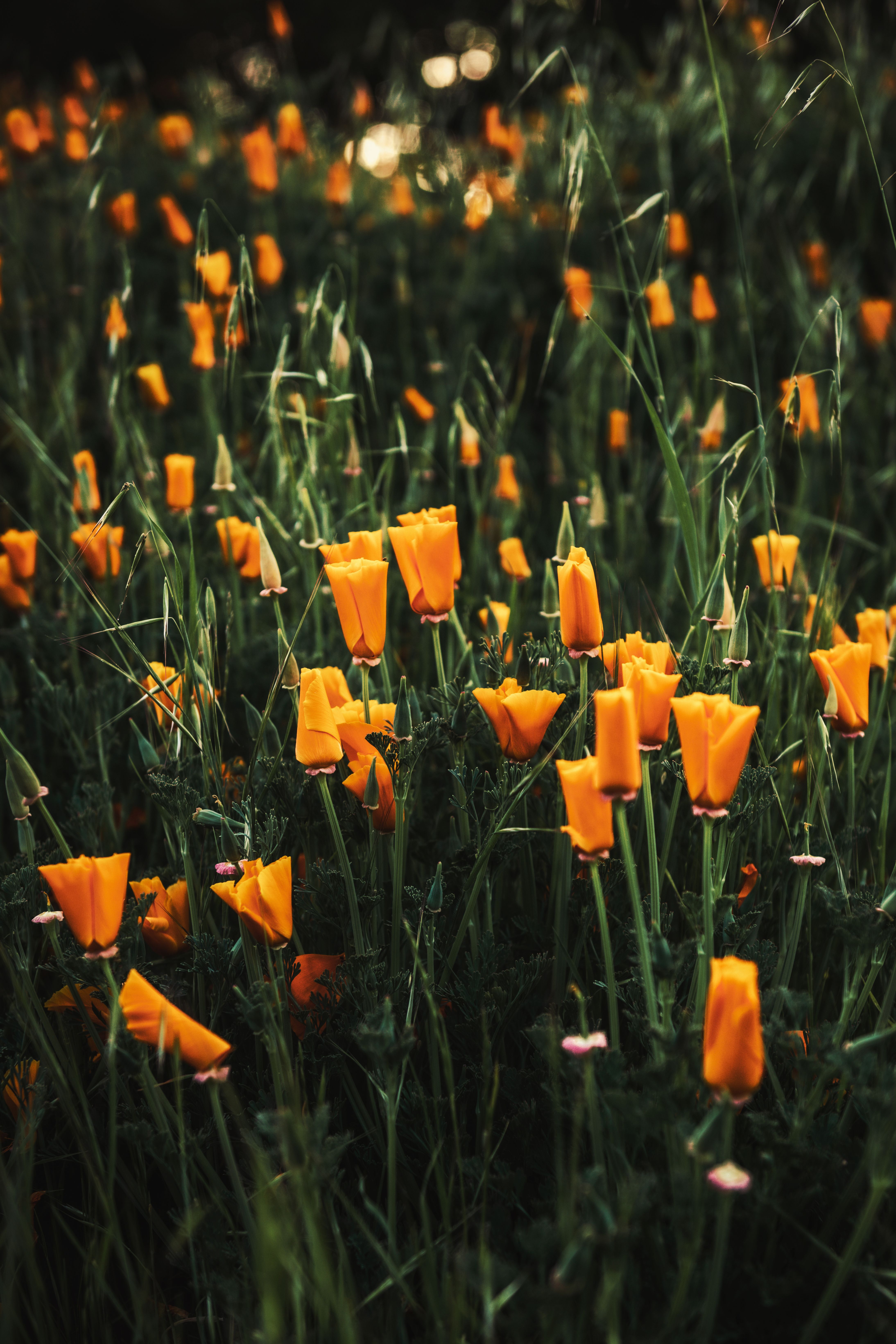California golden poppy field in San Luis Obispo