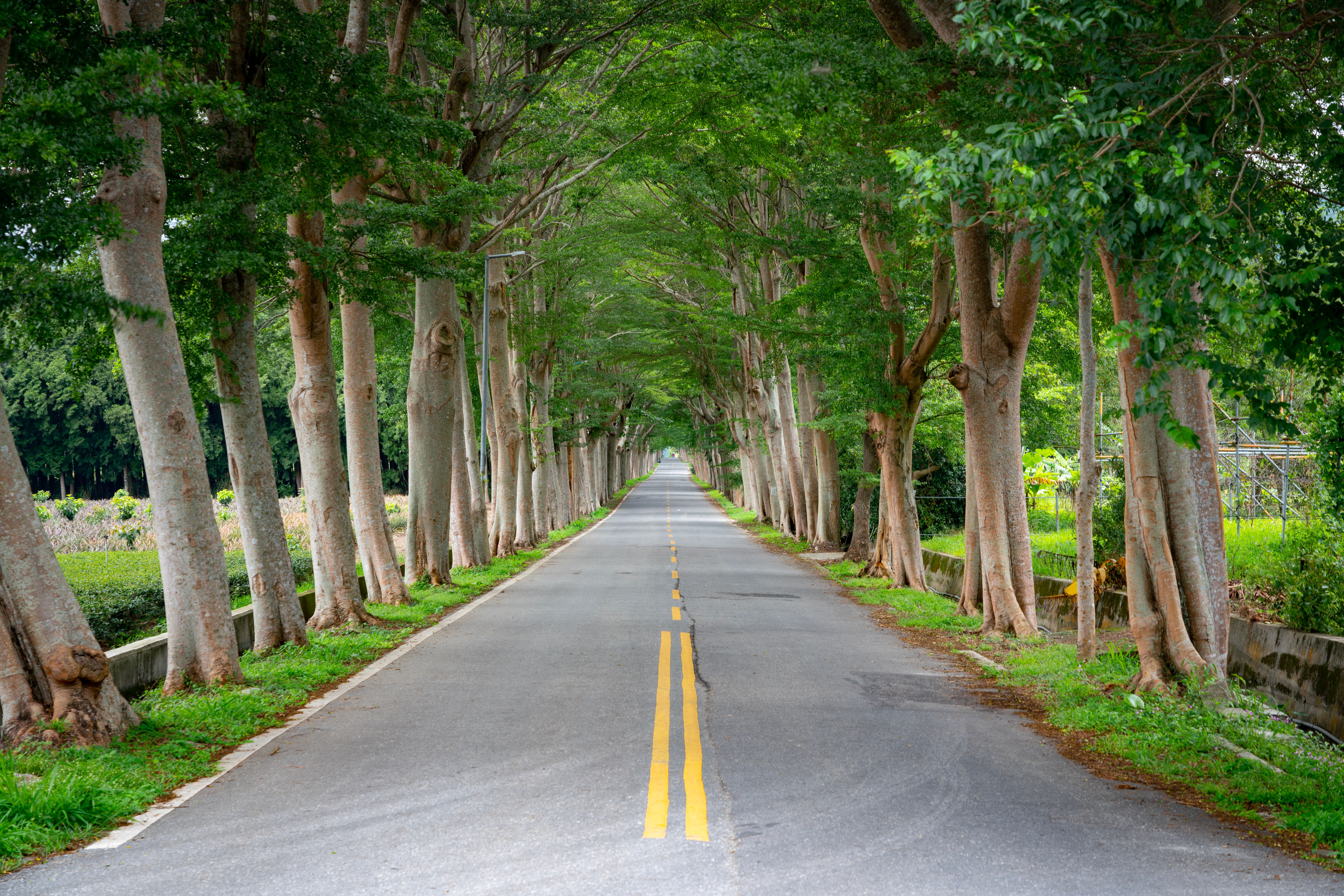 Tree-lined coastal road in Taitung